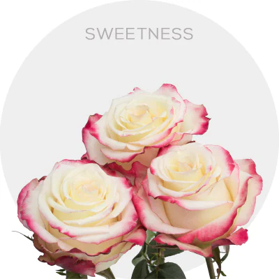 Sweetness (Bicolor Roses)