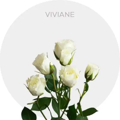 Spray Viviane