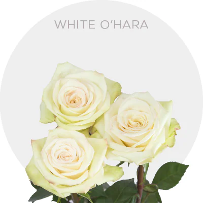 White O'hara 