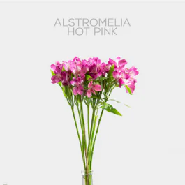 Alstroemeria hot pink