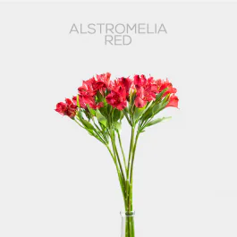 Alstroemeria red