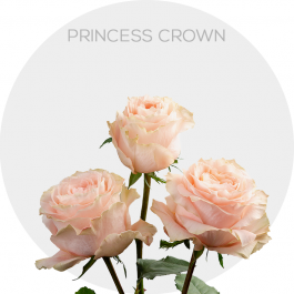 Peach Princess Crown Roses 40-60 cm| Bellevueroses.com