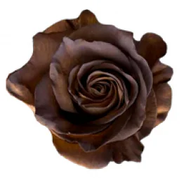 Tinto Red Roses Tinted Rustic Roses 50 cm | Bellevueroses.com