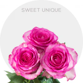 Unique Pink Roses Pink Sweet Unique Roses 50-70 cm | BellevueRoses.com