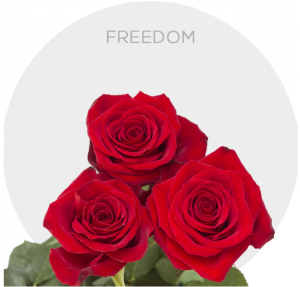 Box Red Freedom Roses 70 cm (150 St)