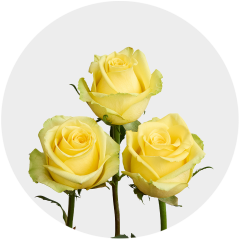 Box Yellow Goldfinch 40 cm (125 St)