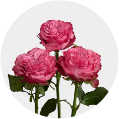 Country Blues (Garden Roses)