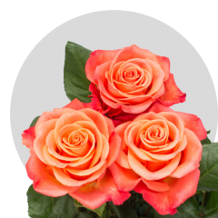 Box Orange Crush 60 cm (100 St)