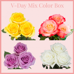 V-Day Mix Color Box 50 cm (100 Stems)
