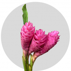 Tropical Flowers Nicole Pink