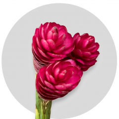 Tropical Flowers Ginger Plus Red