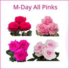 M-DAY ALL PINKS 50 cm (100 St)