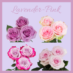 V-Day All Pink 50 cm (100 Stems)