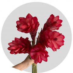 Tropical Flowers Ginger Red Medium