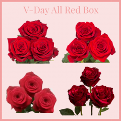 V-Day All Red Box 50 cm (100 St)