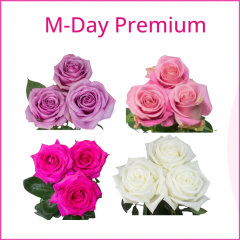 M-DAY PREMIUM BOX 50 cm (100 St)