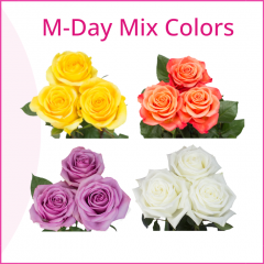 M-Day Mix Colors (100 Stems)

