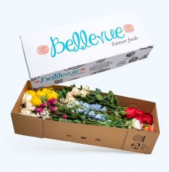 Summer Surprise Mix Box (100 St)