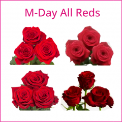 M-Day All Reds