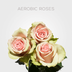 Box Light Pink Aerobic Roses 60 cm (100 St)