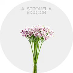 Alstroemeria Lavender / White Bicolor (10 St bunch)