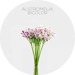 Alstromelia Bicolor