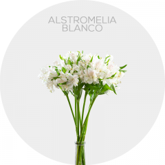 Flowers Box Alstromelia White (200 St)