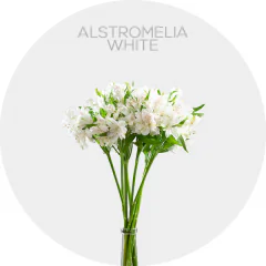 Alstroemeria White