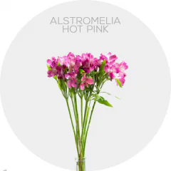 Alstroemeria Hot Pink