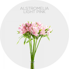 Flowers Box Alstromelia Light Pink (200 St)