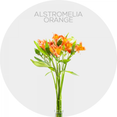 Flowers Alstromelia Orange