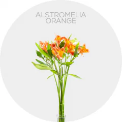 Alstroemeria Orange