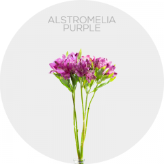 Flowers Alstromelia Purple