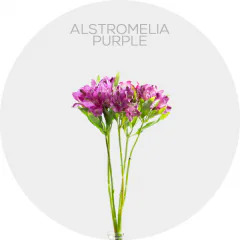Alstroemeria Purple