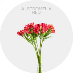 Alstroemeria Red