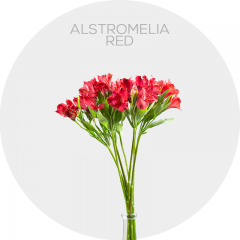 Box Flowers  Alstromelia Red (200 St)