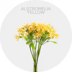 Alstroemeria Yellow