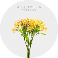 Flowers Box Alstromelia Yellow (200 St)