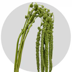 Amaranthus Green