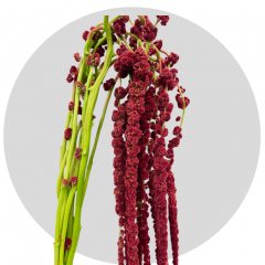 Box flowers Amaranthus Red (200 Stems)