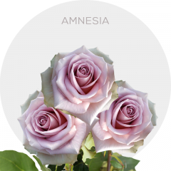 Lavender Amnesia Roses 40-60 cm
