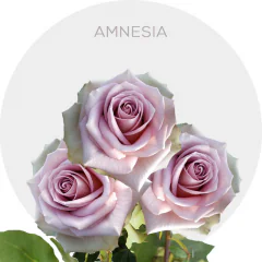 Amnesia 