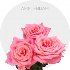 Coral Amsterdam Roses 40-60 cm