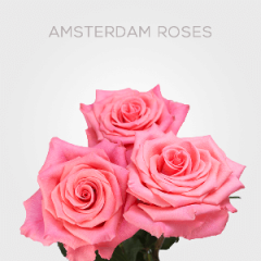 Box Coral Amsterdam Roses 50 cm (100 St)