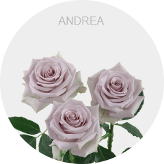 Box Lavender Andrea 40 cm (125 St)
