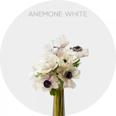 Flowers Anemona White (24 St bunch)