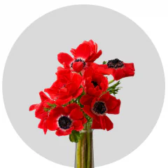 Anemone Red (250 St)