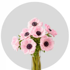 Anemona Light Pink (250 St)