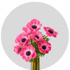 Anemone Pink (250 St)