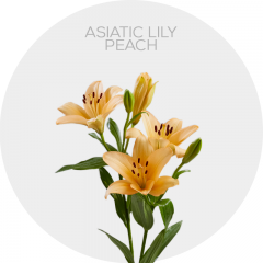 Box Flowers Asiatic Lily Peach (30 St)